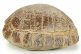 Colorful Inflated Fossil Tortoise (Stylemys) - South Dakota #373008-7